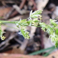 Poa sieberiana var. sieberiana (Snowgrass) at Tuggeranong DC, ACT - 12 Apr 2020 by HelenCross