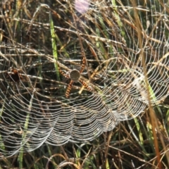 Argiope trifasciata (Banded orb weaver) at Fraser, ACT - 13 May 2010 by Bron