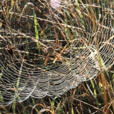 Argiope trifasciata (Banded orb weaver) at Fraser, ACT - 14 May 2010 by Bron