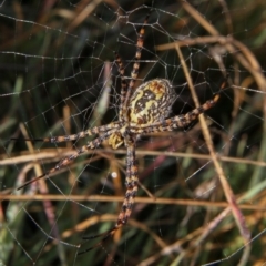 Argiope trifasciata at Fraser, ACT - 14 May 2010