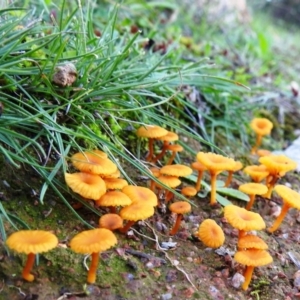 Lichenomphalia chromacea at Kambah, ACT - 12 Apr 2020