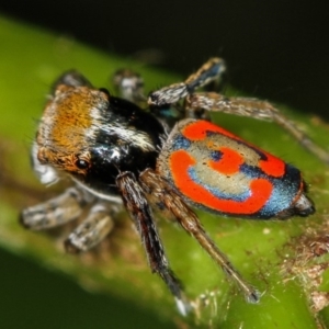 Maratus pavonis at Melba, ACT - 1 Nov 2010