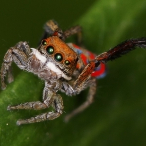 Maratus pavonis at Melba, ACT - 1 Nov 2010