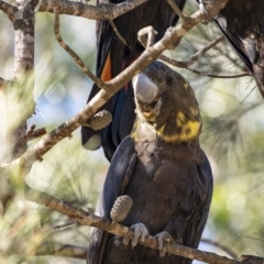 Calyptorhynchus lathami (Glossy Black-Cockatoo) at Penrose, NSW - 23 Apr 2020 by Aussiegall