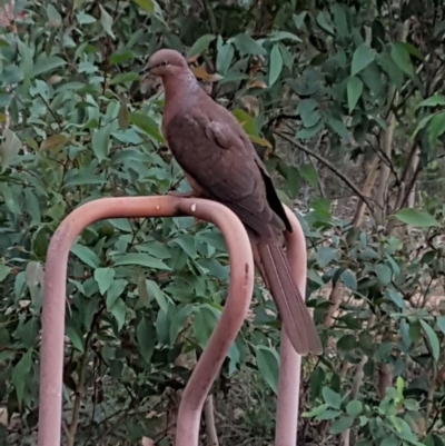 Macropygia phasianella (Brown Cuckoo-dove) at Penrose, NSW - 21 Apr 2020 by Aussiegall