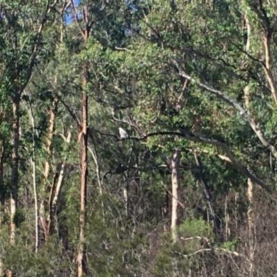 Haliaeetus leucogaster (White-bellied Sea-Eagle) at Mogood, NSW - 24 Apr 2020 by nickhopkins