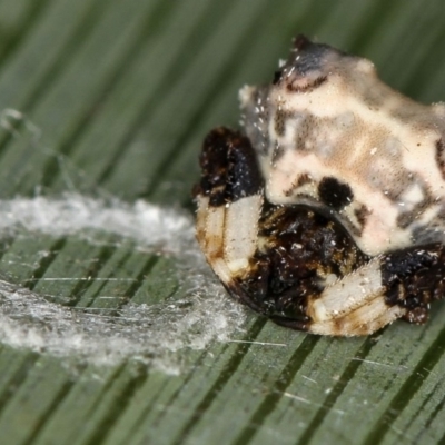 Celaenia excavata (Bird-dropping spider) at Melba, ACT - 24 Nov 2010 by Bron