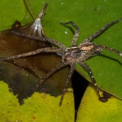 Pisauridae (family) (Water spider) at Melba, ACT - 3 Jan 2011 by Bron