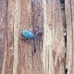 Conicochernes sp. (genus) (Chernetid Pseudoscorpion) at Holt, ACT - 24 Apr 2020 by tpreston