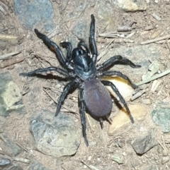 Stanwellia sp. (genus) (Trapdoor Spider) at Majura, ACT - 16 Apr 2020 by LD12