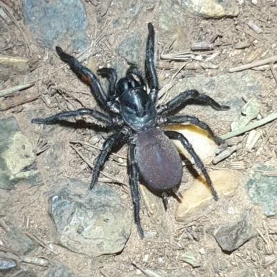 Atrax yorkmainorum (Funnel-web spider) at Majura, ACT - 16 Apr 2020 by LD12