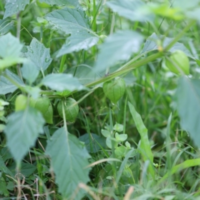 Physalis ixocarpa (Ground Cherry) at Quaama, NSW - 24 Apr 2020 by FionaG