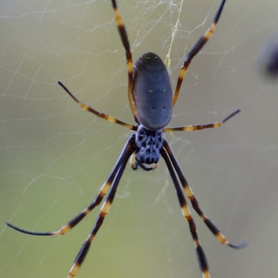 Nephila plumipes (Humped golden orb-weaver) at Quaama, NSW - 24 Apr 2020 by FionaG