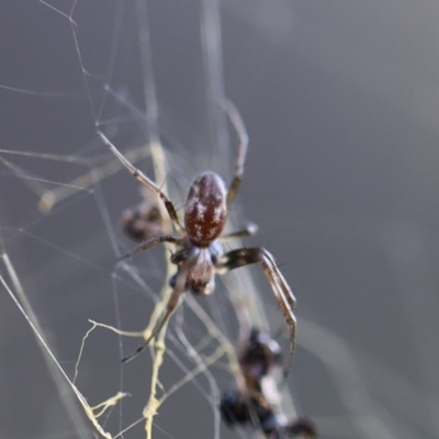 Nephila plumipes (Humped golden orb-weaver) at Quaama, NSW - 24 Apr 2020 by FionaG