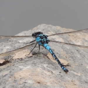 Diphlebia nymphoides at Paddys River, ACT - 29 Dec 2019