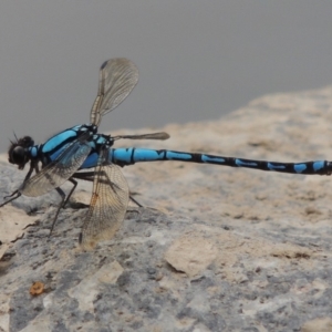 Diphlebia nymphoides at Paddys River, ACT - 29 Dec 2019