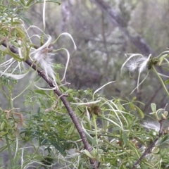 Clematis leptophylla (Small-leaf Clematis, Old Man's Beard) at Michelago, NSW - 27 Oct 2014 by Illilanga