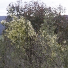 Clematis sp. (Old Man's Beard) at Michelago, NSW - 9 Oct 2016 by Illilanga