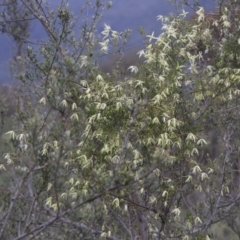 Clematis sp. at Illilanga & Baroona - 9 Oct 2016