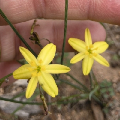 Tricoryne elatior (Yellow Rush Lily) at Michelago, NSW - 23 Feb 2020 by Illilanga