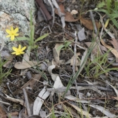 Tricoryne elatior at Michelago, NSW - 30 Dec 2018