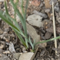 Tricoryne elatior at Michelago, NSW - 30 Dec 2018