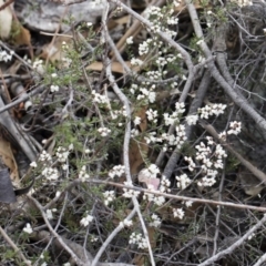 Cryptandra amara at Michelago, NSW - 13 Oct 2018 12:38 PM