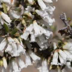 Styphelia fletcheri subsp. brevisepala at Illilanga & Baroona - 13 Oct 2018