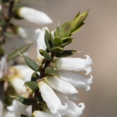 Leucopogon fletcheri subsp. brevisepalus at Illilanga & Baroona - 13 Oct 2018