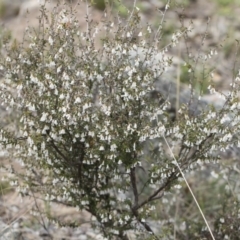 Leucopogon fletcheri subsp. brevisepalus at Illilanga & Baroona - 13 Oct 2018