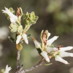 Brachyloma daphnoides (Daphne Heath) at Michelago, NSW - 22 Dec 2018 by Illilanga