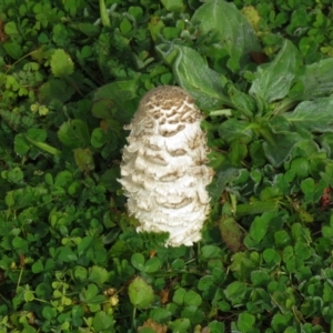 Coprinus comatus at Cotter River, ACT - 25 Apr 2020