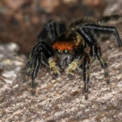 Maratus griseus (Jumping spider) at Melba, ACT - 2 Feb 2011 by Bron