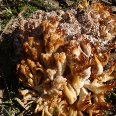 Ramaria sp. (genus) (A Coral fungus) at Deakin, ACT - 14 Apr 2020 by Boronia