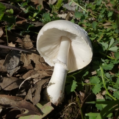 Lepiota s.l. at Deakin, ACT - 15 Apr 2020 by Boronia