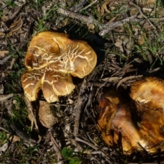 Unidentified Fungus at Red Hill Nature Reserve - 15 Apr 2020 by Boronia