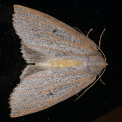 Paralaea porphyrinaria (Chestnut Vein Crest Moth) at Ainslie, ACT - 24 Apr 2020 by jb2602