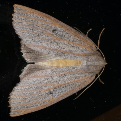 Paralaea porphyrinaria (Chestnut Vein Crest Moth) at Ainslie, ACT - 23 Apr 2020 by jbromilow50