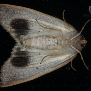 Paralaea porphyrinaria at Ainslie, ACT - 24 Apr 2020