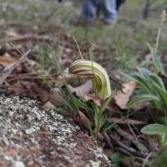 Diplodium truncatum (Little Dumpies, Brittle Greenhood) at Dunlop, ACT - 25 Apr 2020 by MattM