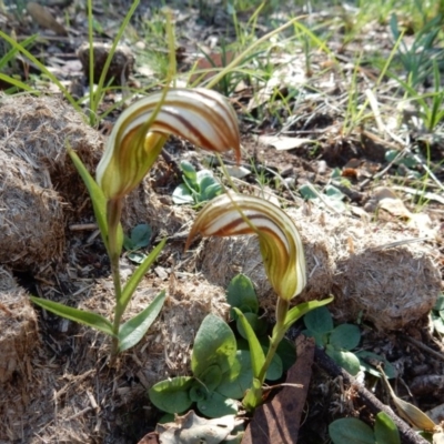 Diplodium truncatum (Little Dumpies, Brittle Greenhood) at Hall, ACT - 25 Apr 2020 by Rosie