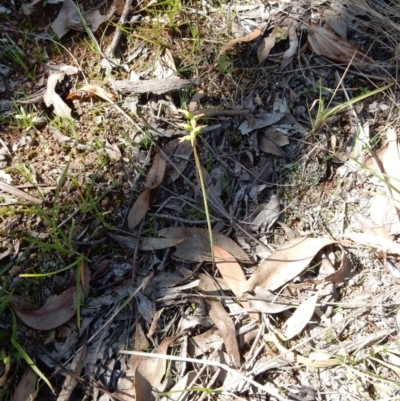 Corunastylis clivicola (Rufous midge orchid) at Hall, ACT - 23 Apr 2020 by Rosie