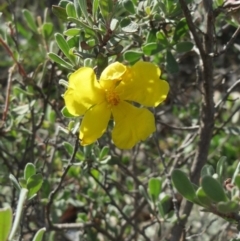 Hibbertia obtusifolia (Grey Guinea-flower) at Dunlop, ACT - 25 Apr 2020 by sangio7