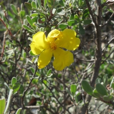 Hibbertia obtusifolia (Grey Guinea-flower) at Dunlop, ACT - 25 Apr 2020 by sangio7