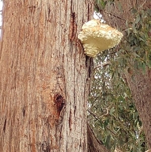 Laetiporus portentosus at Dunlop, ACT - 25 Apr 2020 03:16 PM