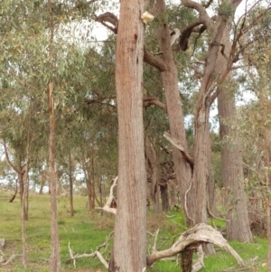 Laetiporus portentosus at Dunlop, ACT - 25 Apr 2020