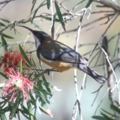 Acanthorhynchus tenuirostris (Eastern Spinebill) at Yarralumla, ACT - 25 Apr 2020 by Ratcliffe