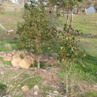 Brachychiton populneus subsp. populneus (Kurrajong) at The Pinnacle - 25 Apr 2020 by sangio7
