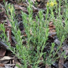 Pimelea curviflora at Dunlop, ACT - 25 Apr 2020