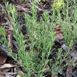 Pimelea curviflora at Dunlop, ACT - 25 Apr 2020